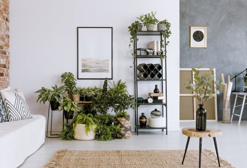 plantas certa na decoração dos ambiente na sua casa